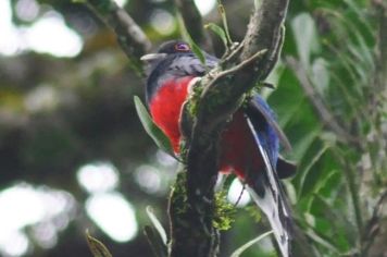 Foto - cachoeira da Mata